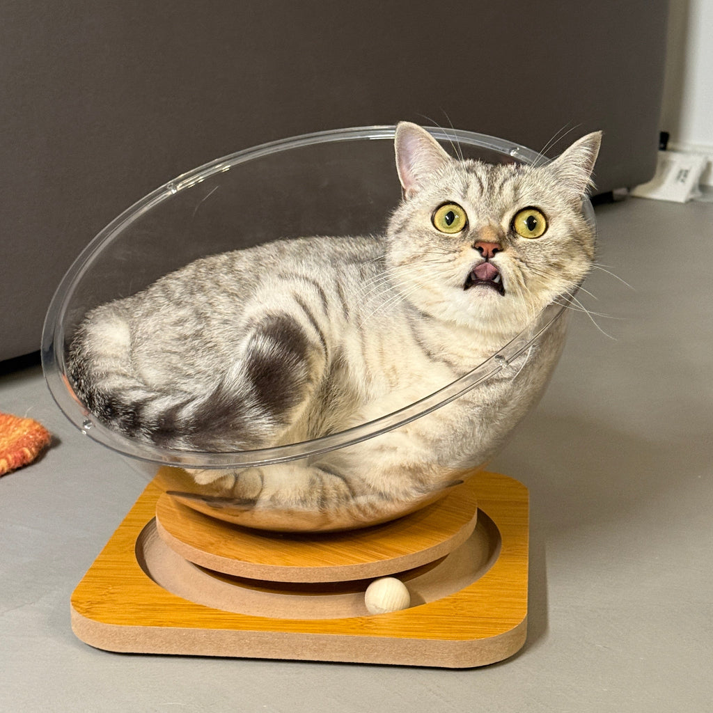 Capsula spatiala – Culcus transparent pentru pisici
